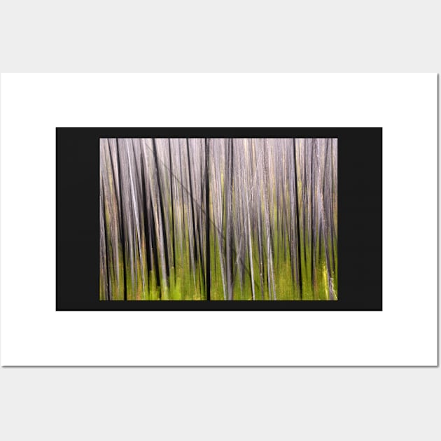 Forest Illusions- Lodgepole Spring Wall Art by Whisperingpeaks